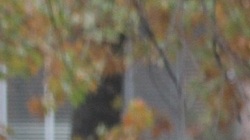 Larga fila de votantes en la PS 163 en el Upper West Side, en Manhattan.