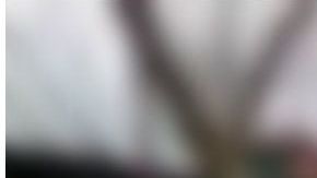 Merkali es el nombre de este raro gallo.