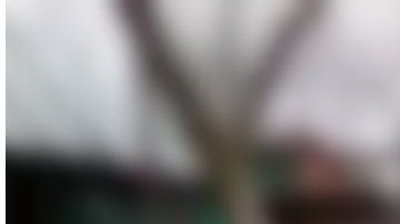 Merkali es el nombre de este raro gallo.