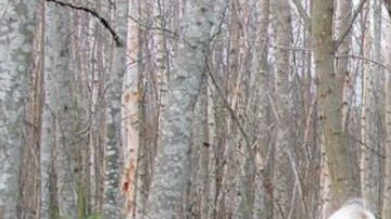 Trump dijo que rastrillar el suelo del bosque sería la solución