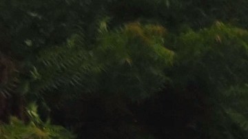 El presidente Trump cuestiona que los hondureños porten su bandera.