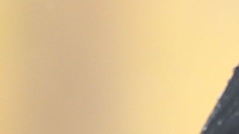 Arboles de navidad color rojo se tomaron la Casa Blanca