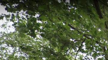 Gravesend, Brooklyn. NYC.