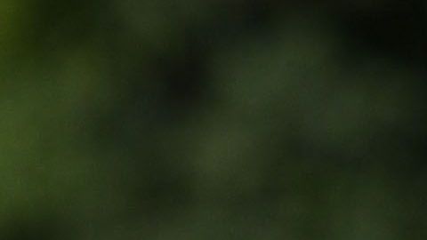 Javier "Chicharito" Hernández se defendió de sus detractores sin que lo atacaran