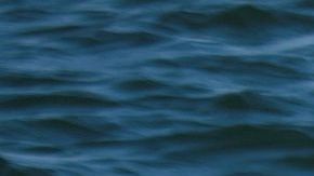 Sandalias, botellas y otros objetos sacaron del estómago del animal.