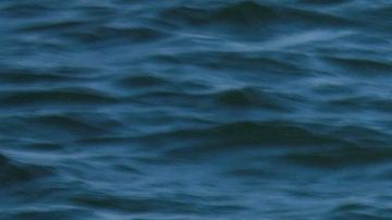 Sandalias, botellas y otros objetos sacaron del estómago del animal.