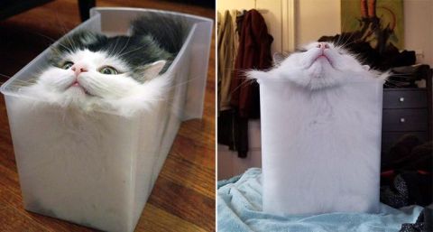 Los gatos adaptan formas increíbles.