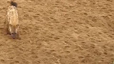 Una manada de hienas acosa a un león por su presa.