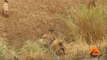 Una manada de hienas acosa a un león por su presa.