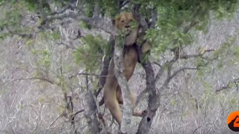 El leopardo hace algo sorprendente ante el león.