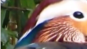 "Probablemente es el pato más hermoso en el mundo", dice un experto
