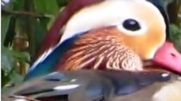 "Probablemente es el pato más hermoso en el mundo", dice un experto