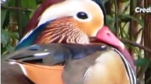 "Probablemente es el pato más hermoso en el mundo", dice un experto