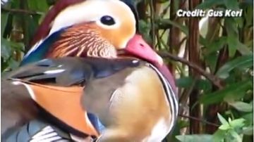 "Probablemente es el pato más hermoso en el mundo", dice un experto
