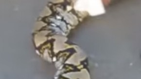 La serpiente fue capturada en Mao, provincia Valverde.