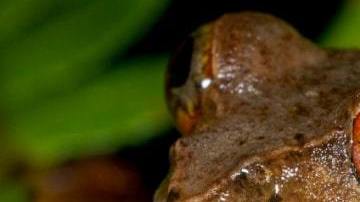 si el asteroide no hubiese destruido la vida terrestre hace 66 millones de años, el 88 % de las especies de ranas actuales no existirían.