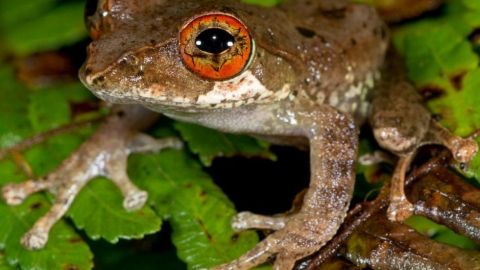 si el asteroide no hubiese destruido la vida terrestre hace 66 millones de años, el 88 % de las especies de ranas actuales no existirían.