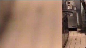 Imagen de los roedores en la cocina