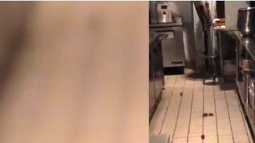 Imagen de los roedores en la cocina