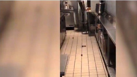 Imagen de los roedores en la cocina