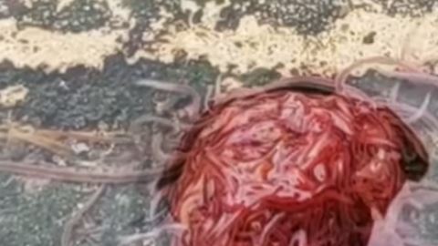 Parecieran ser pequeños gusanos amontonados, pero no se sabe exactamente qué es.