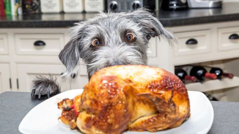 perro thanksgiving