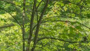 shutterstock_1132794356