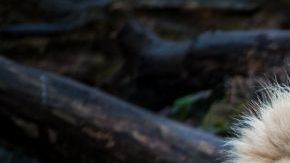 Solo quedan 300 leones de este tipo en todo el mundo.