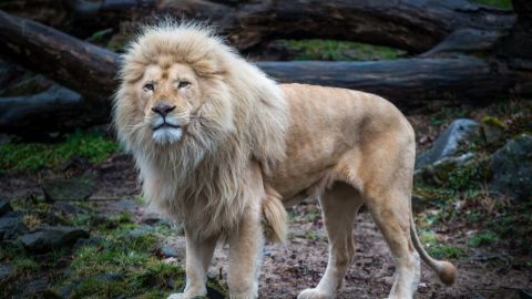 Solo quedan 300 leones de este tipo en todo el mundo.