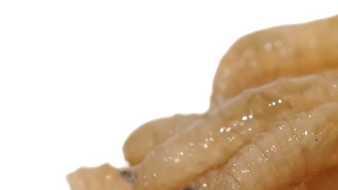 larvas mosca