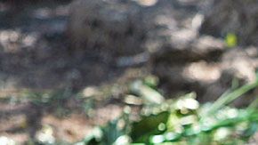 Científicos obtuvieron el genoma completo de Solitario Jorge.