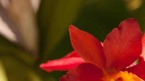 El algoritmo analizó datos de 150,000 especies de plantas.