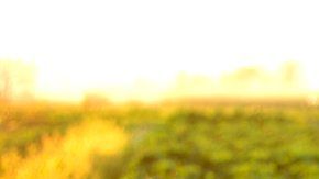 La agricultura orgánica puede ser beneficiosa.