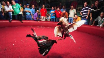 Las peleas de gallos son consideradas un negocio en Puerto Rico.