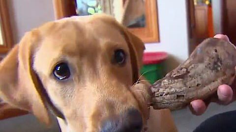 Este perro encontró un fósil de la Edad de Hielo.