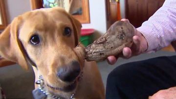 Este perro encontró un fósil de la Edad de Hielo.