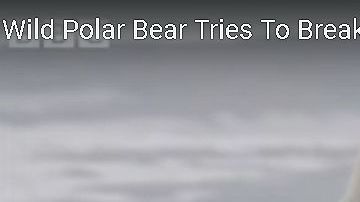 El videógrafo quería filmar al oso, pero no tan de cerca.