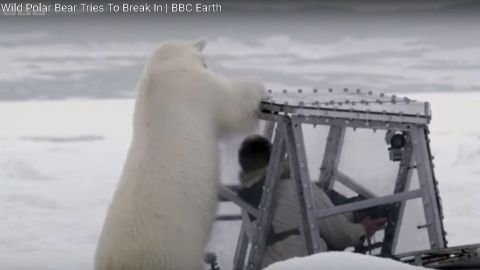 El videógrafo quería filmar al oso, pero no tan de cerca.