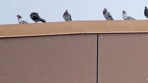 Cada día Walmart invierte más en el e-commerce con la esperanza de superar a Amazon.