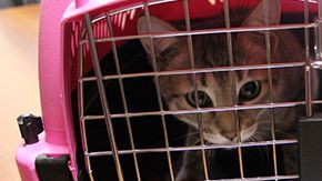 Dentro de un plan de emergencia, las familias deben tener claro qué hacer con las mascotas.