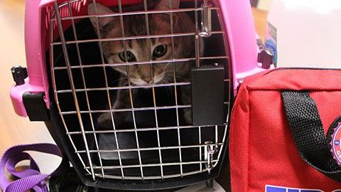 Dentro de un plan de emergencia, las familias deben tener claro qué hacer con las mascotas.