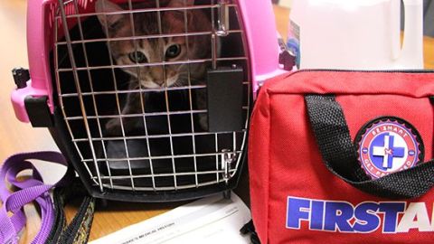 Dentro de un plan de emergencia, las familias deben tener claro qué hacer con las mascotas.