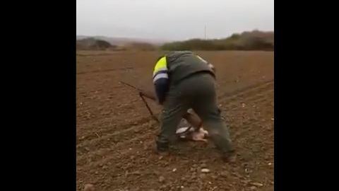 El video retrata un claro ejemplo de crueldad animal.
