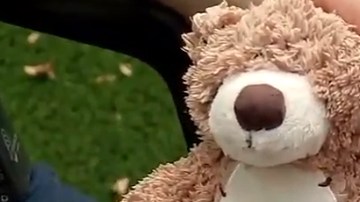 El oso fue comprado en una venta de bienes inmuebles.