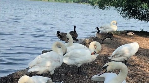 Lago de Prospect Park, Brooklyn, antes del misterio