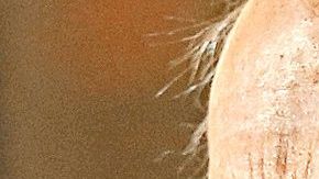 Clint Eastwood estrena película.