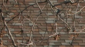 El cartero supo que no iba a dejar de entregar el mensaje.