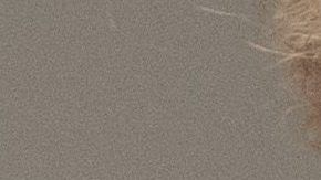 "No hay nada en la Constitución que prohíba que el presidente sea procesado"