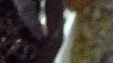 La surafricana Demi-Leigh Nel-Peters, Miss Universo 2017