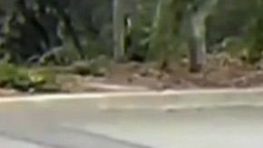 Imágenes muestran al ciervo huyendo tras ser disparado en Monrovia